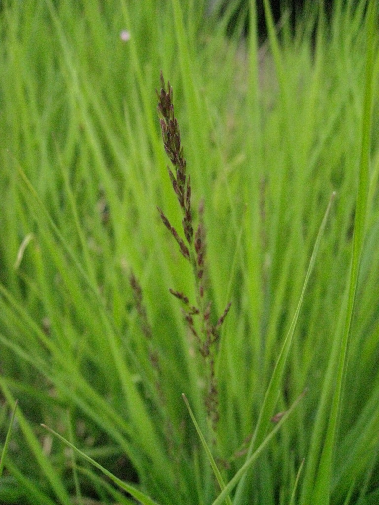 Rohrpfeifengras, Molinia arundinacea Karl Förster