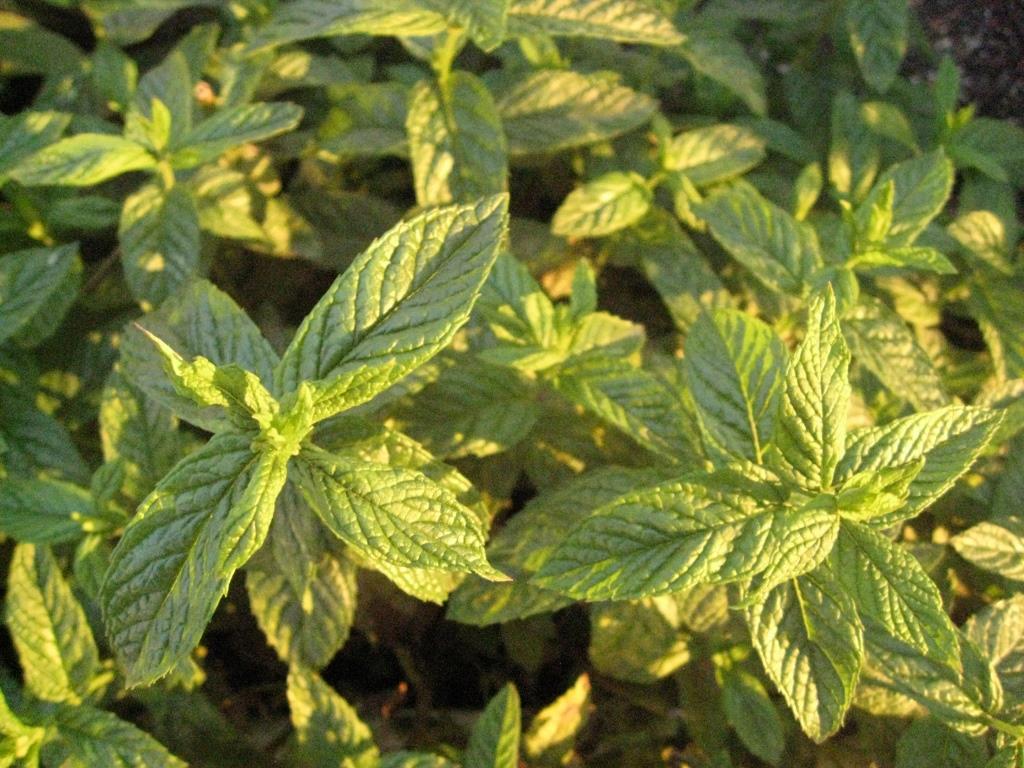 Pfefferminze, Mentha piperita