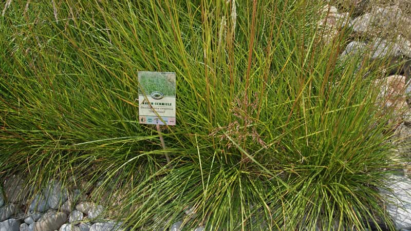 Wald-Schmiele, Deschampsia cespitosa Tardiflora