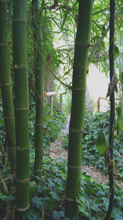 Eleganter Bambus, Phyllostachys vivax Mc Clure