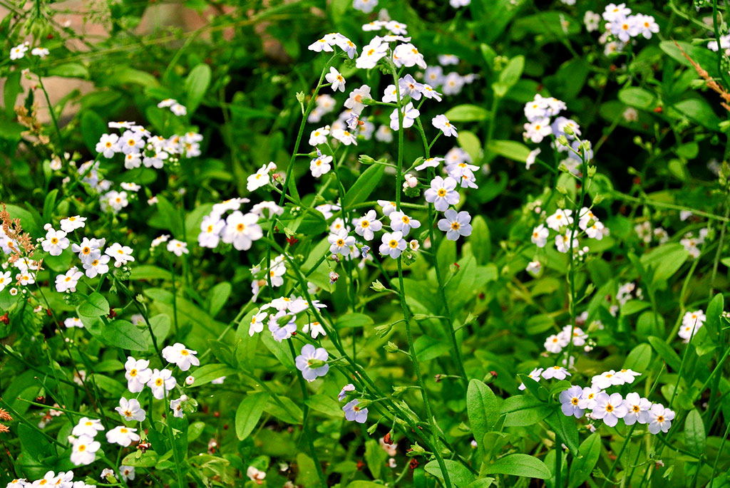 Myosotis palustris, Sumpf-Vergissmeinnicht