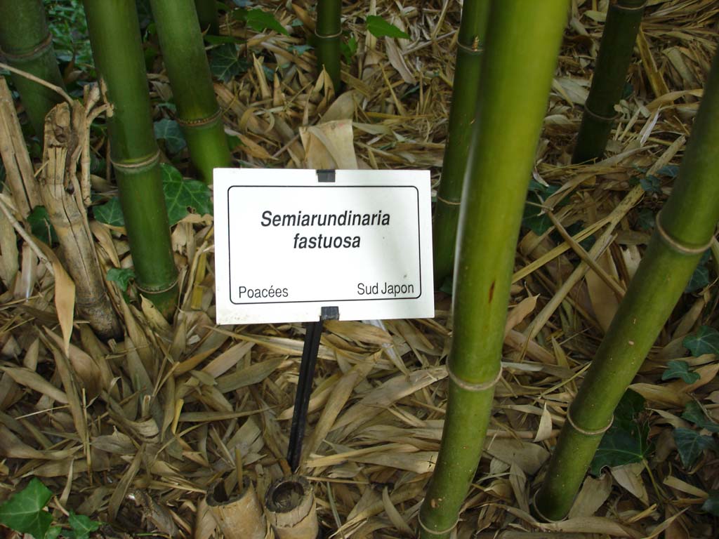 Säulen Bambus, Semiarundinaria fastuosa