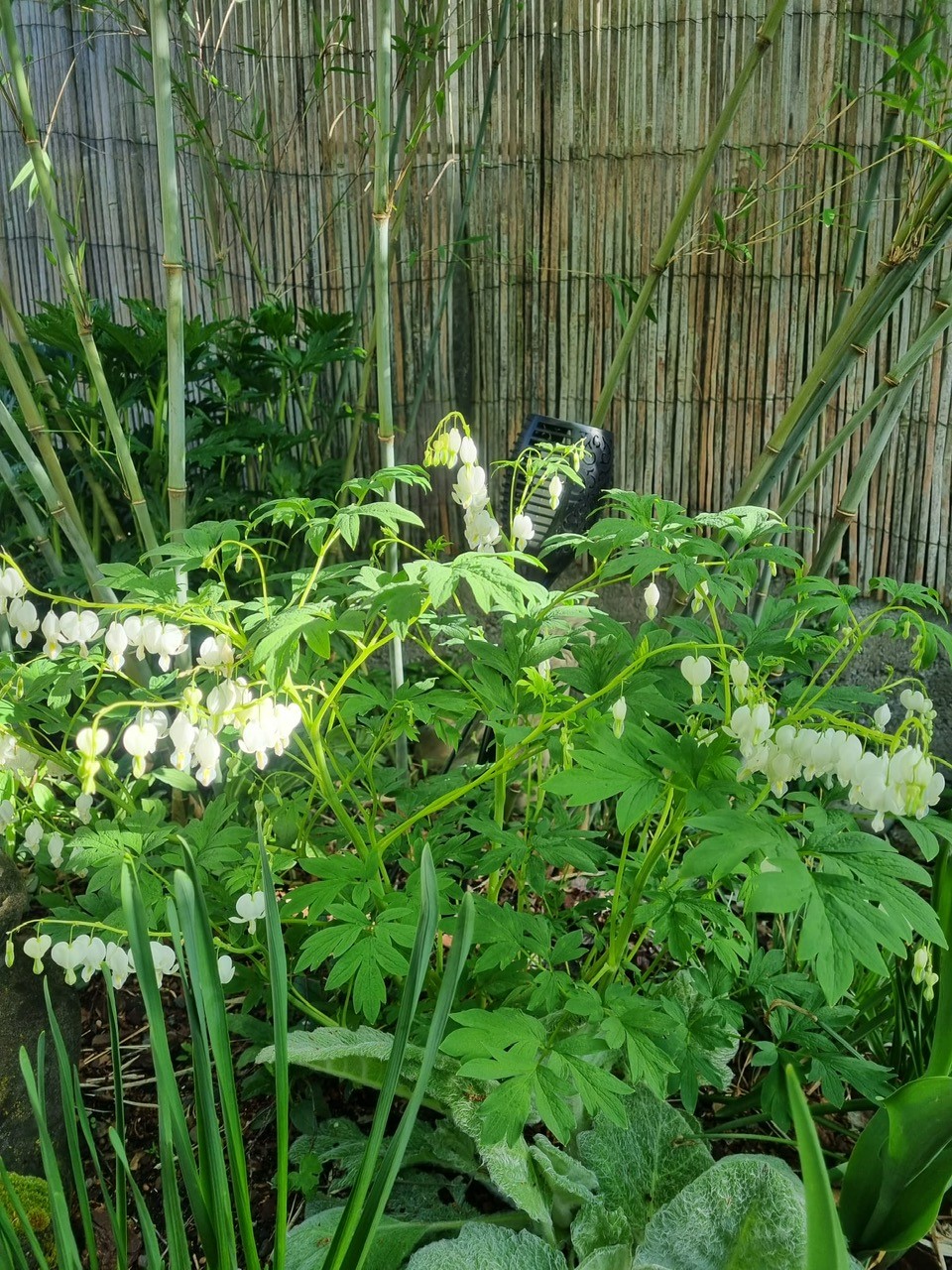 Tränendes Herz, Dicentra spectabilis