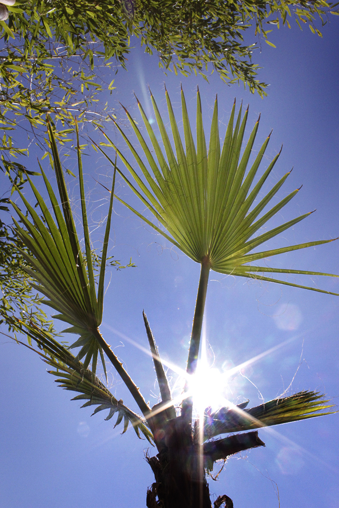 Petticoatpalme - Washingtonia robusta