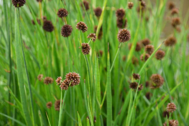 Juncus ensifolius, Zwerg Binse