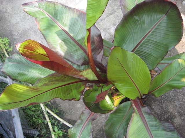 Musa Sikkimensis, Darjeeling-Banane