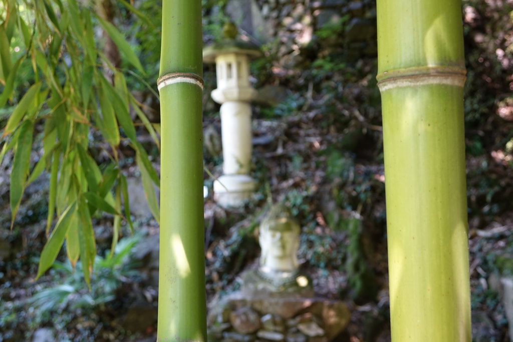 Steinbambus, Phyllostachys nuda