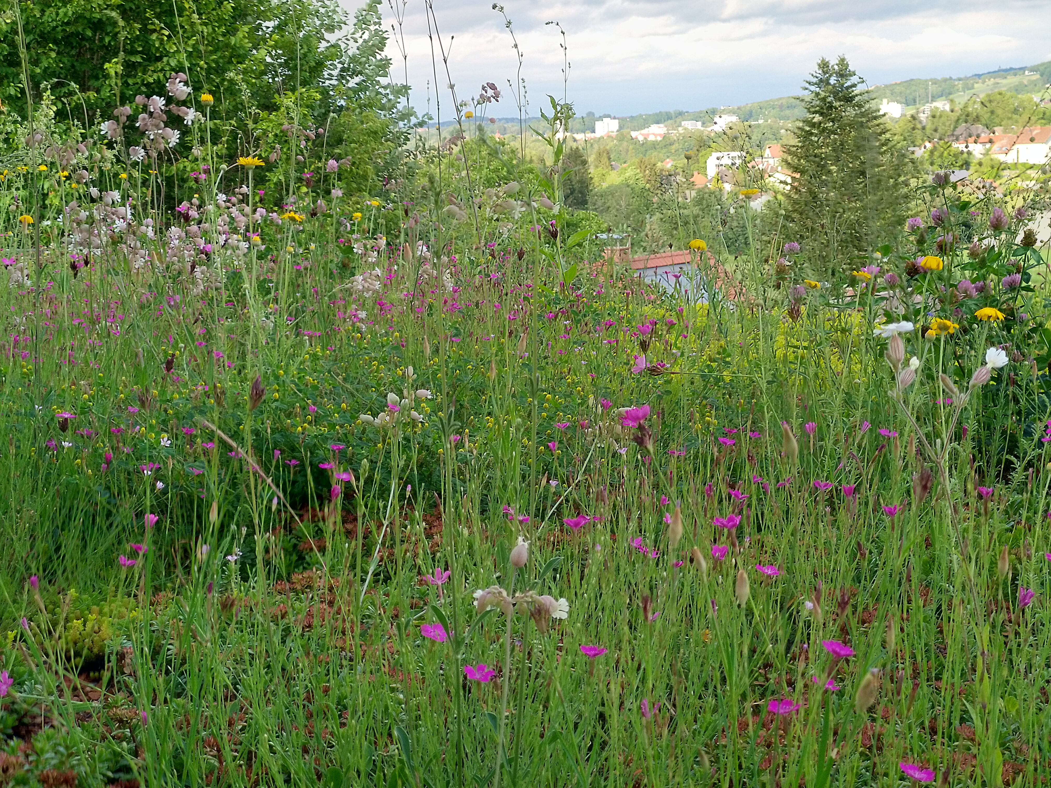 Bienenfreundliche Saatgut Mischung