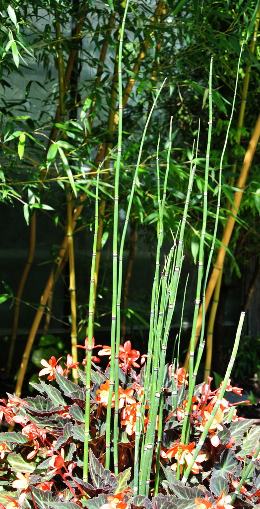 Riesenschachtelhalm, Equisetum hyemale var. robustum