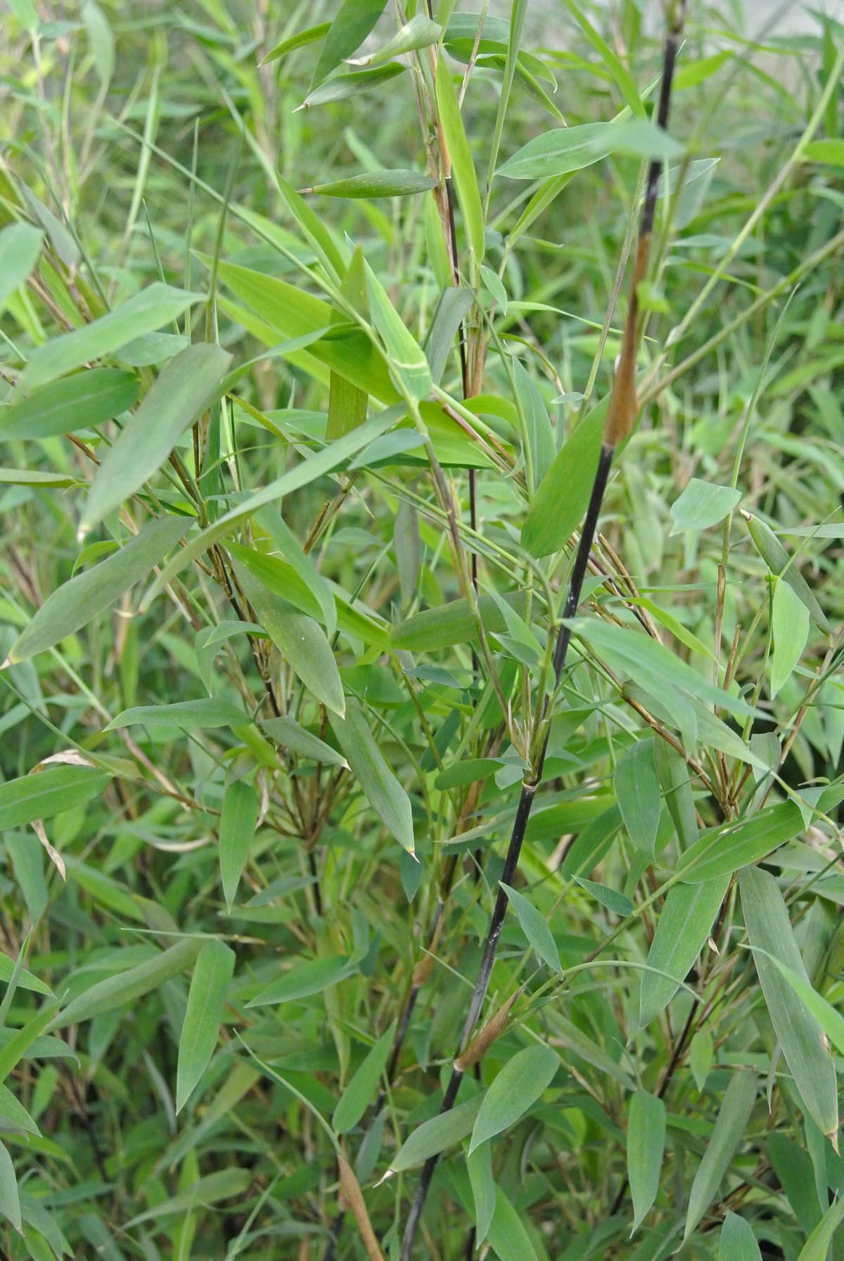 Kugeliger Bambus, Fargesia nitida Volcano