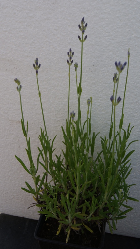 Echter Lavendel, Lavandula angustifolia