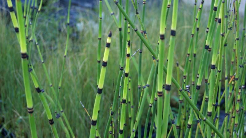 Riesenschachtelhalm, Equisetum hyemale var. robustum