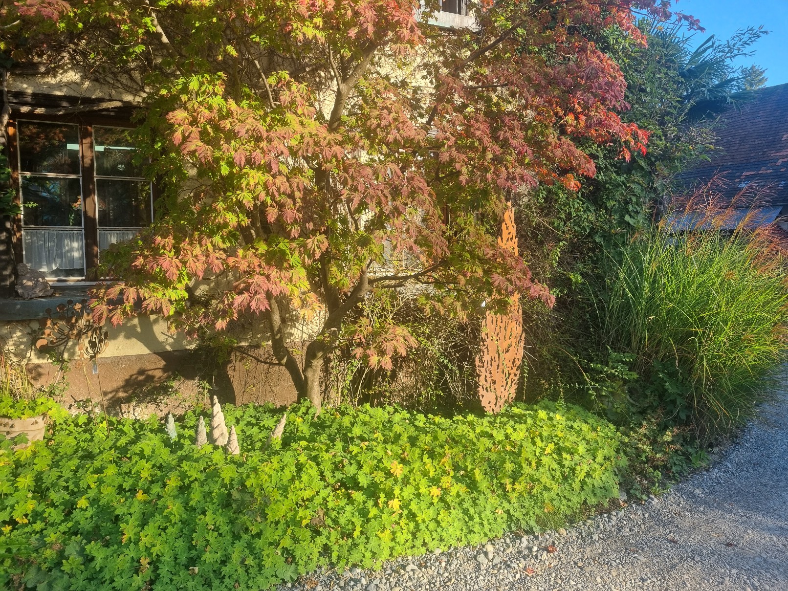 Japanischer Fächerahorn - Acer palmatum