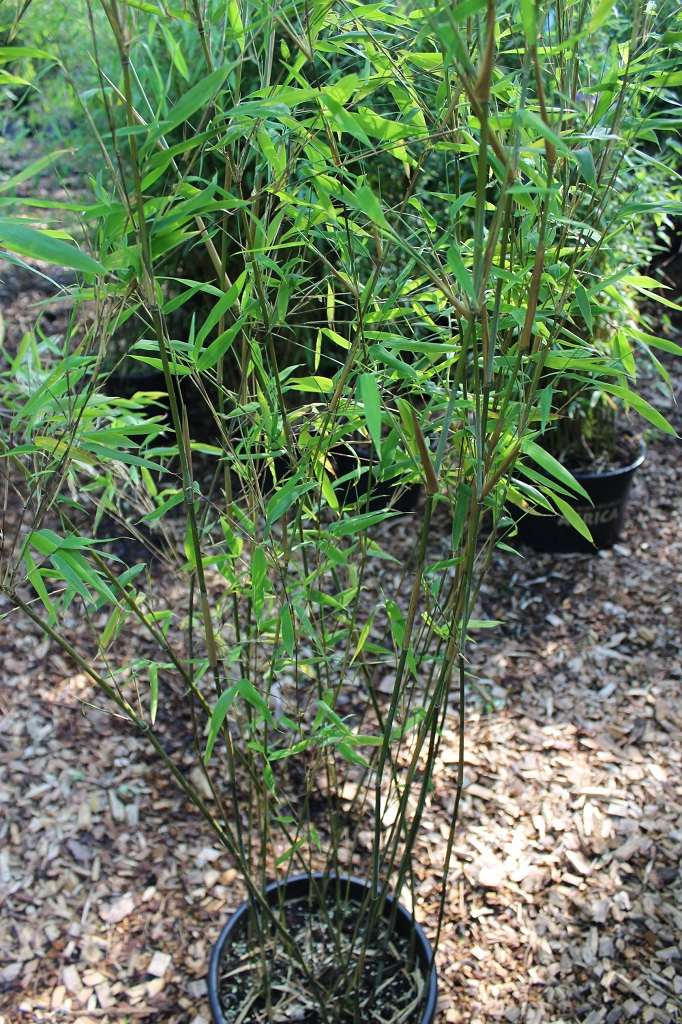 Obelisk Bambus, Fargesia nitida Obelisk