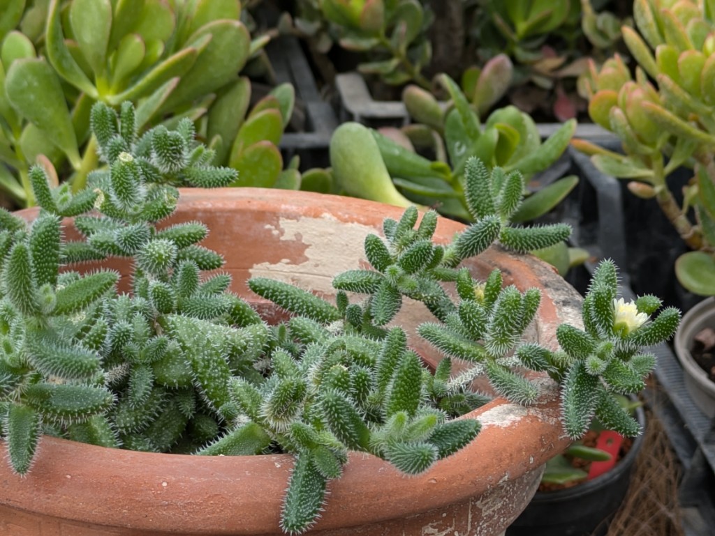 Kuschelige Gurkenpflanze, Delosperma echinatum