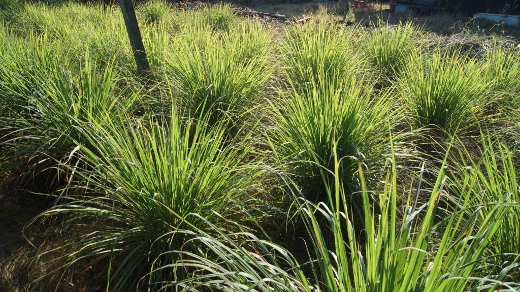 Zitronengras, Lemongrass, Cymbopogon citratus