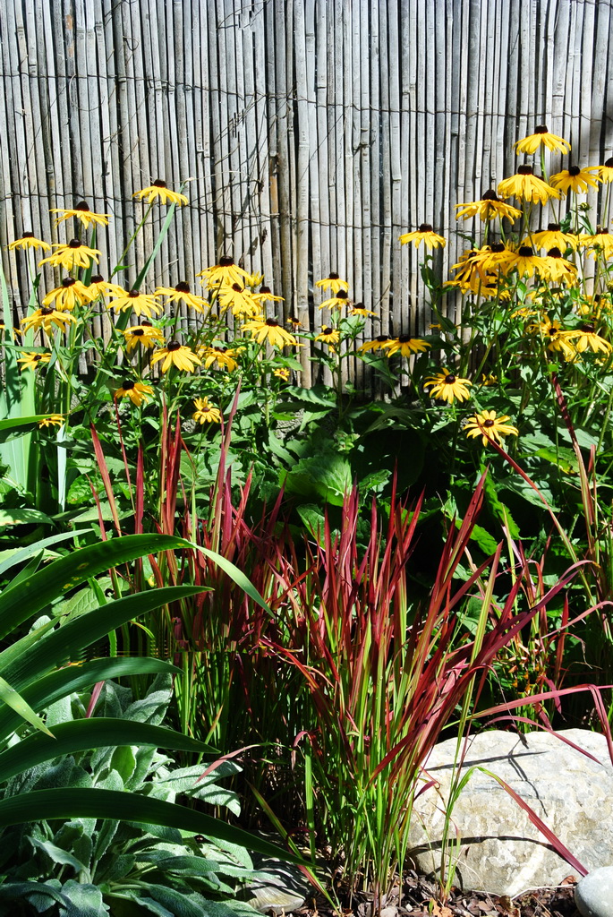 Japanisches Blutgras, Imperata cylindrica Red Baron