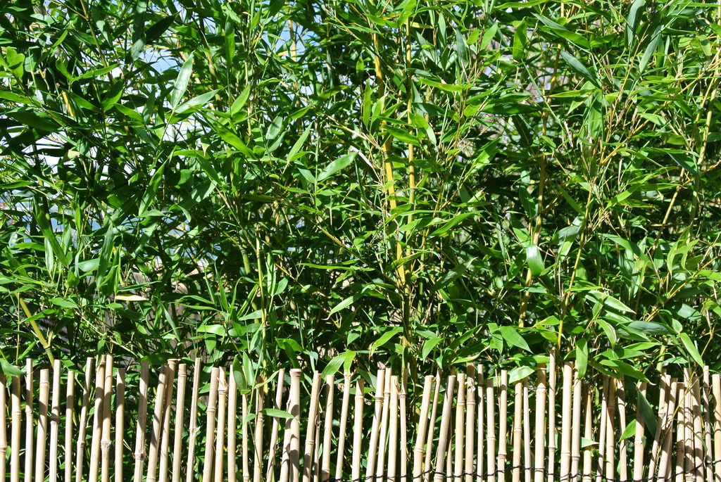 Grüner Bambus, Phyllostachys bissetii