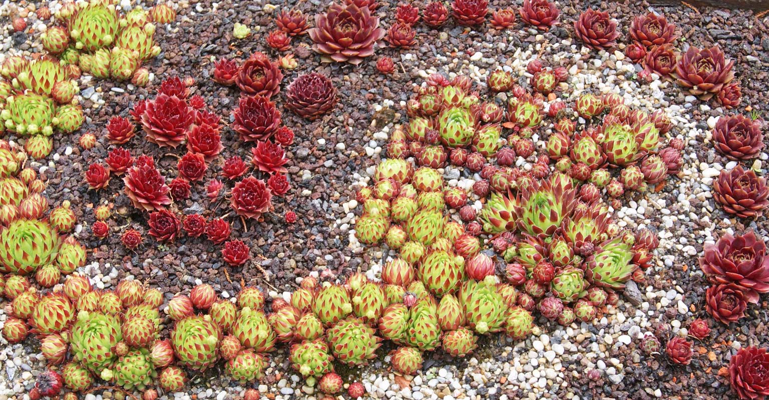 Dachwurz, Sempervivum in Sorten