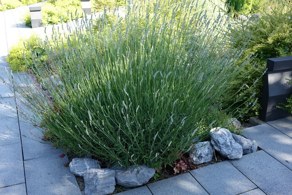 Echter Lavendel, Lavandula angustifolia