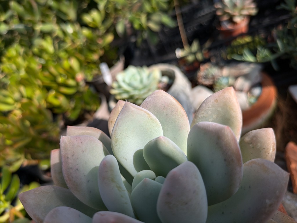 Echeveria mit Frosteffekt, Echeveria cubic frost