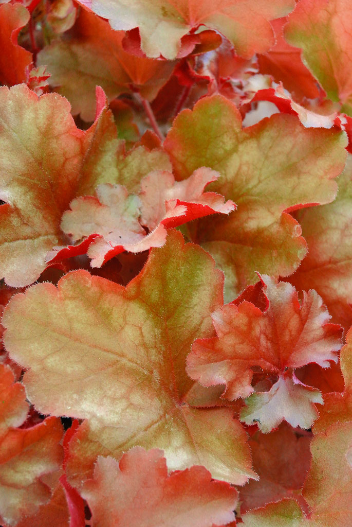 Purpurglöckchen, Heuchera Chateau Rouge