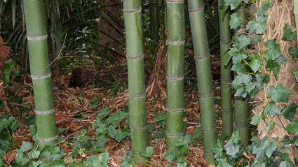 Phyllostachys iridescens