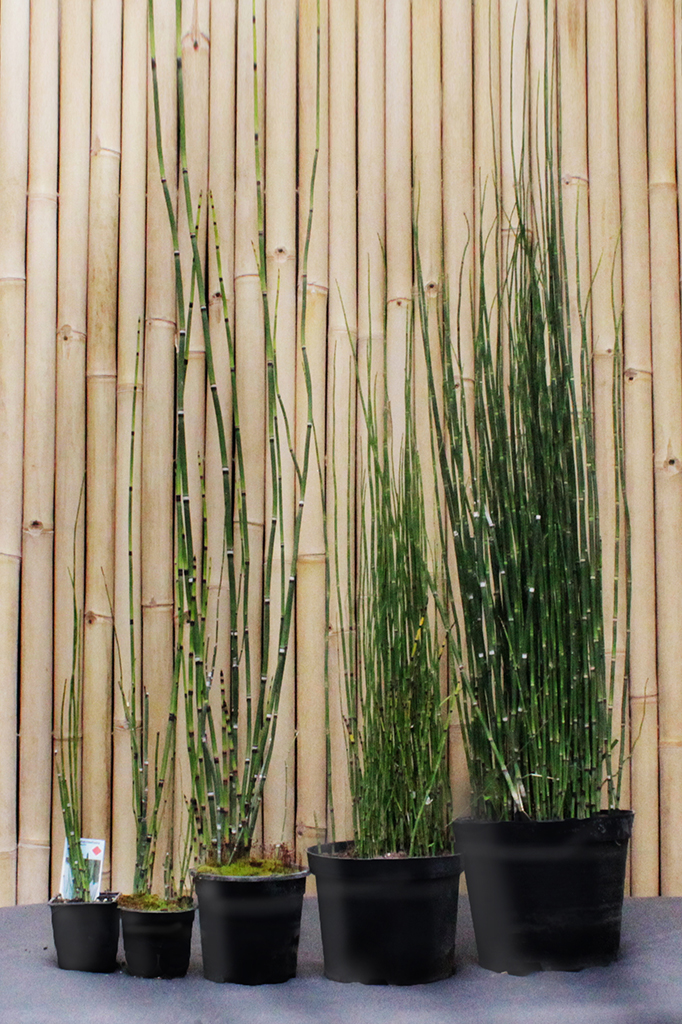 Riesenschachtelhalm, Equisetum hyemale var. robustum