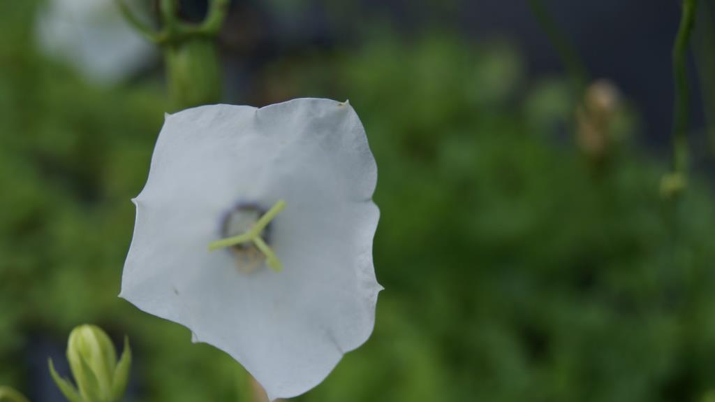 Glockenblume, Campanula in Sorten