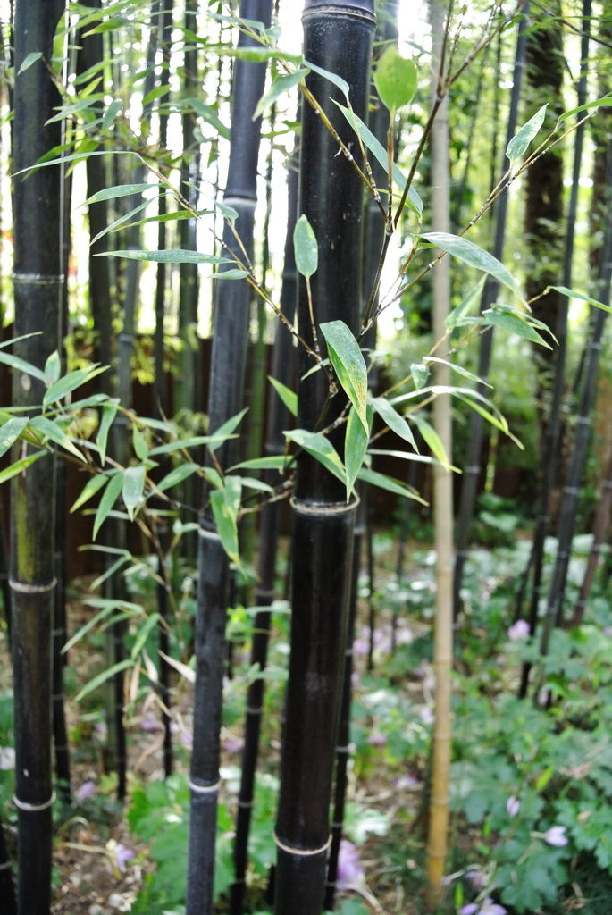 Schwarzer Bambus, Phyllostachys nigra