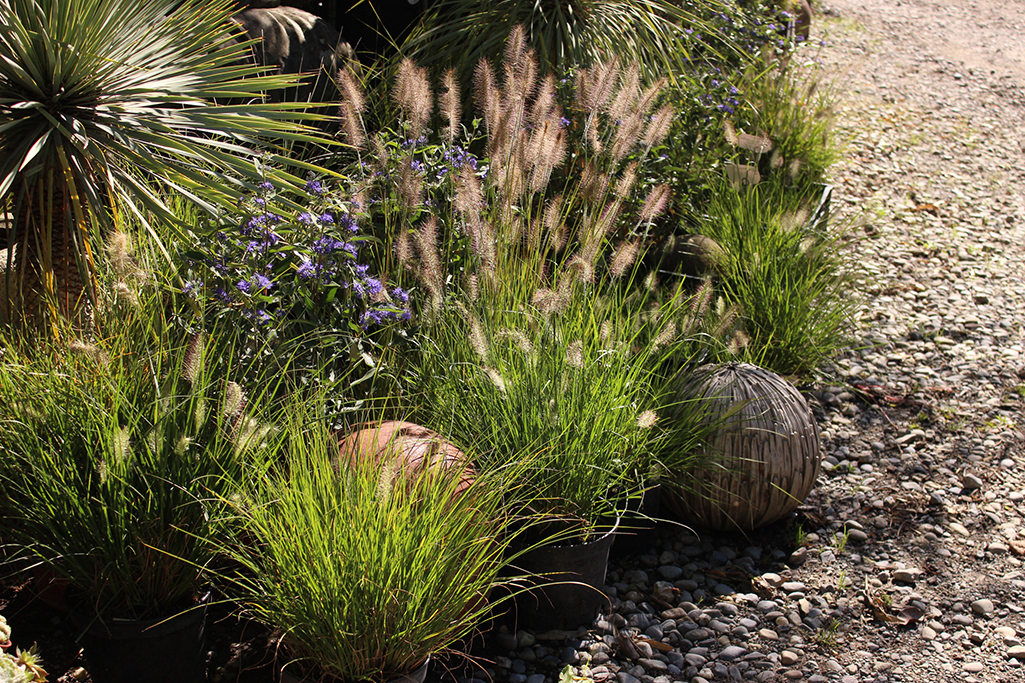 Lampenputzergras , Pennisetum alopecuroides Hameln