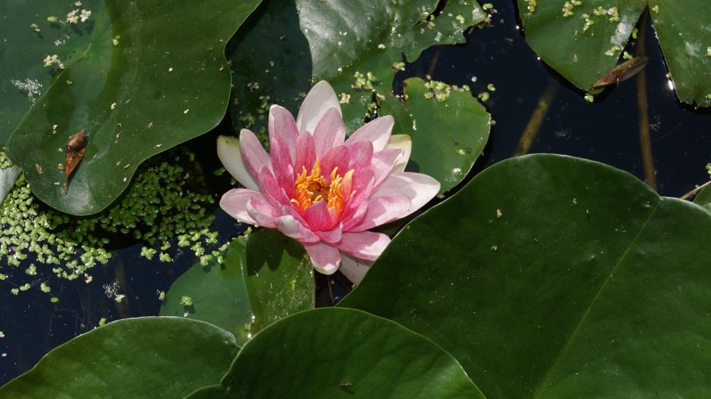 Nymphaea x cult.Marliacea Rosea, rosa Seerose