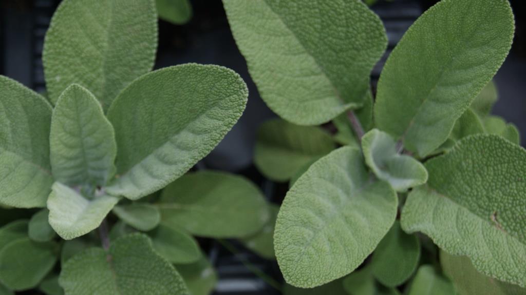 Großblättriger Salbei, Salvia officinalis Maxima