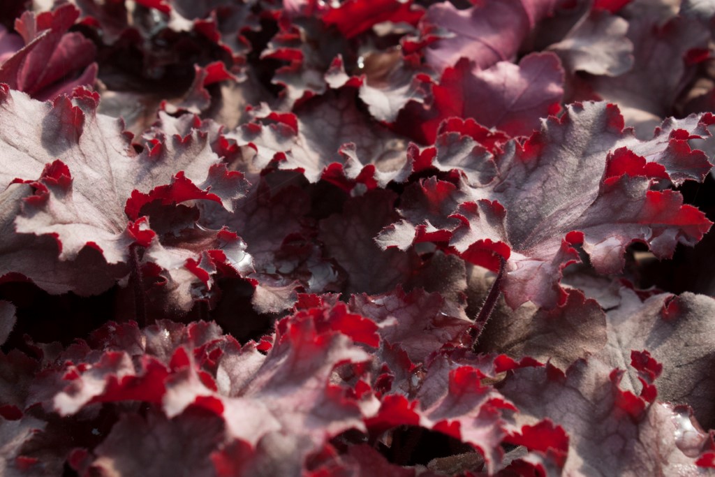 Purpurglöckchen, Heuchera Chateau Rouge