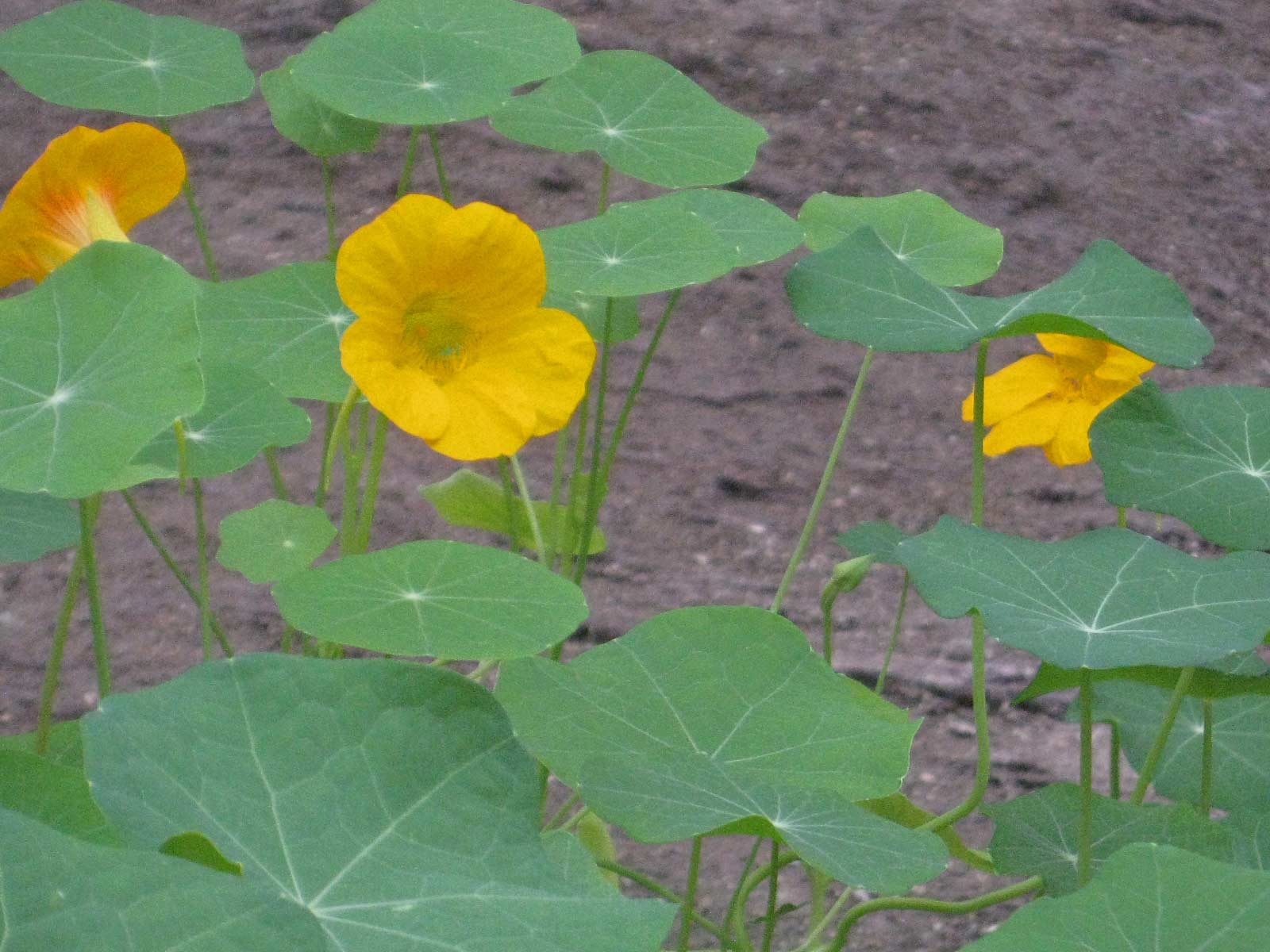 Kapuzinerkresse - Tropaeolum majus