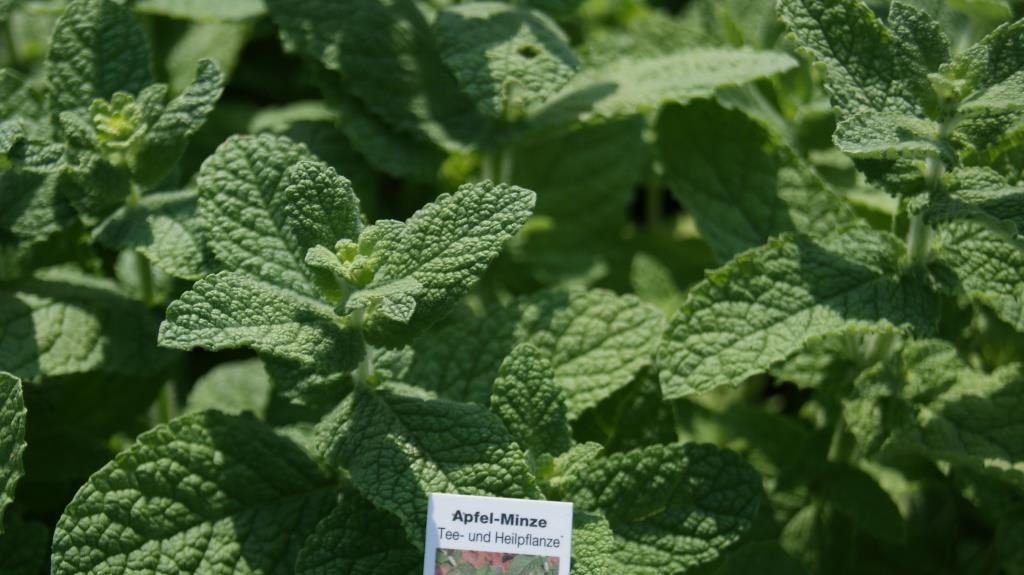 Mentha suaveolens Bowles Apfelminze