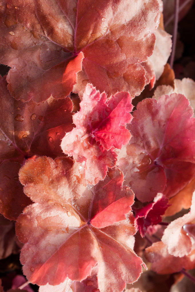 Purpurglöckchen, Heuchera Timeless Orange