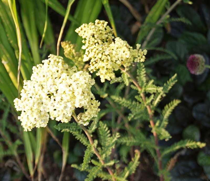 Schafgarbe, Achillea millefolium