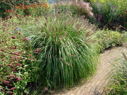 Federborstengras Compressum, Pennisetum alopecuroides compressum