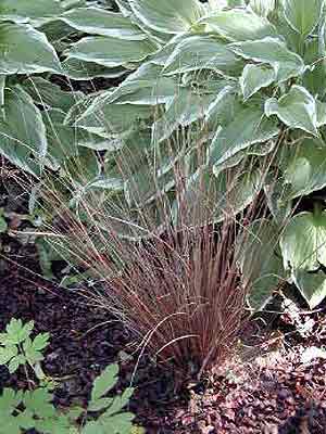 Rote Segge, Carex buchananii