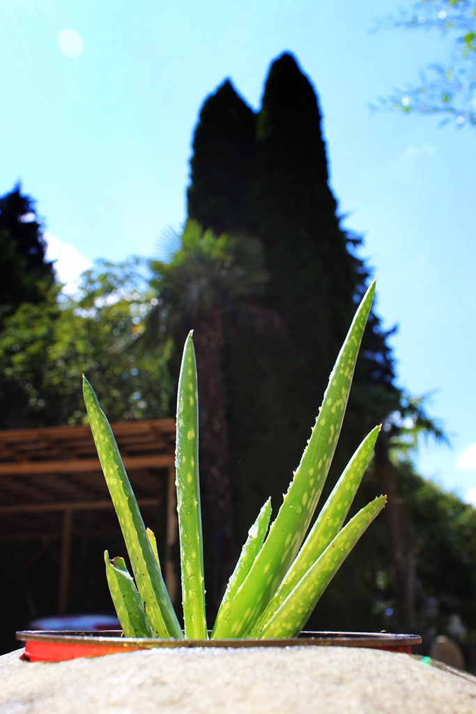 Aloe, Aloe vera