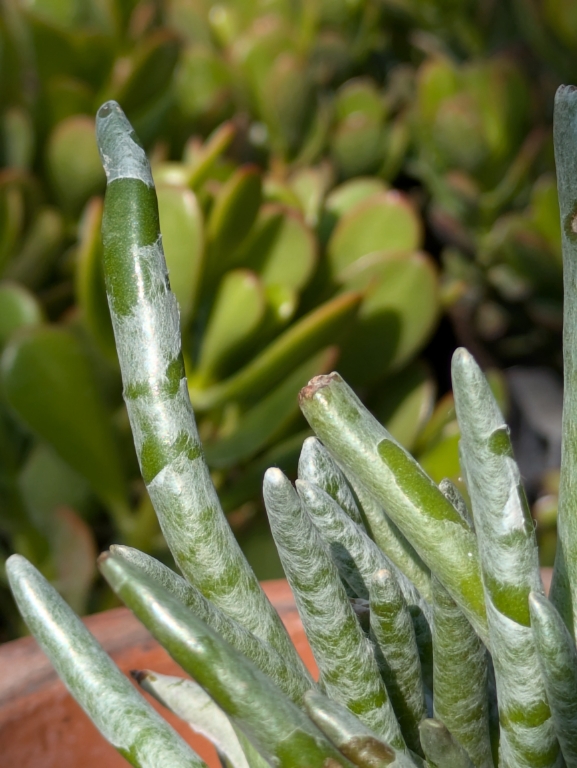 Lady Fingers, Dudleya edulis