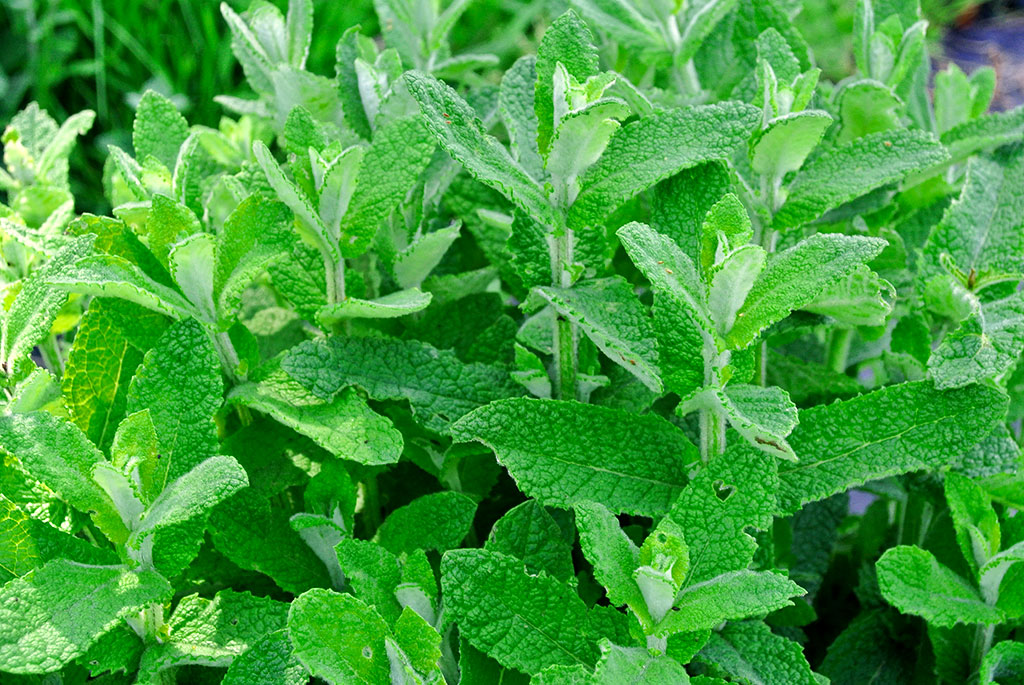 Mentha suaveolens Bowles Apfelminze