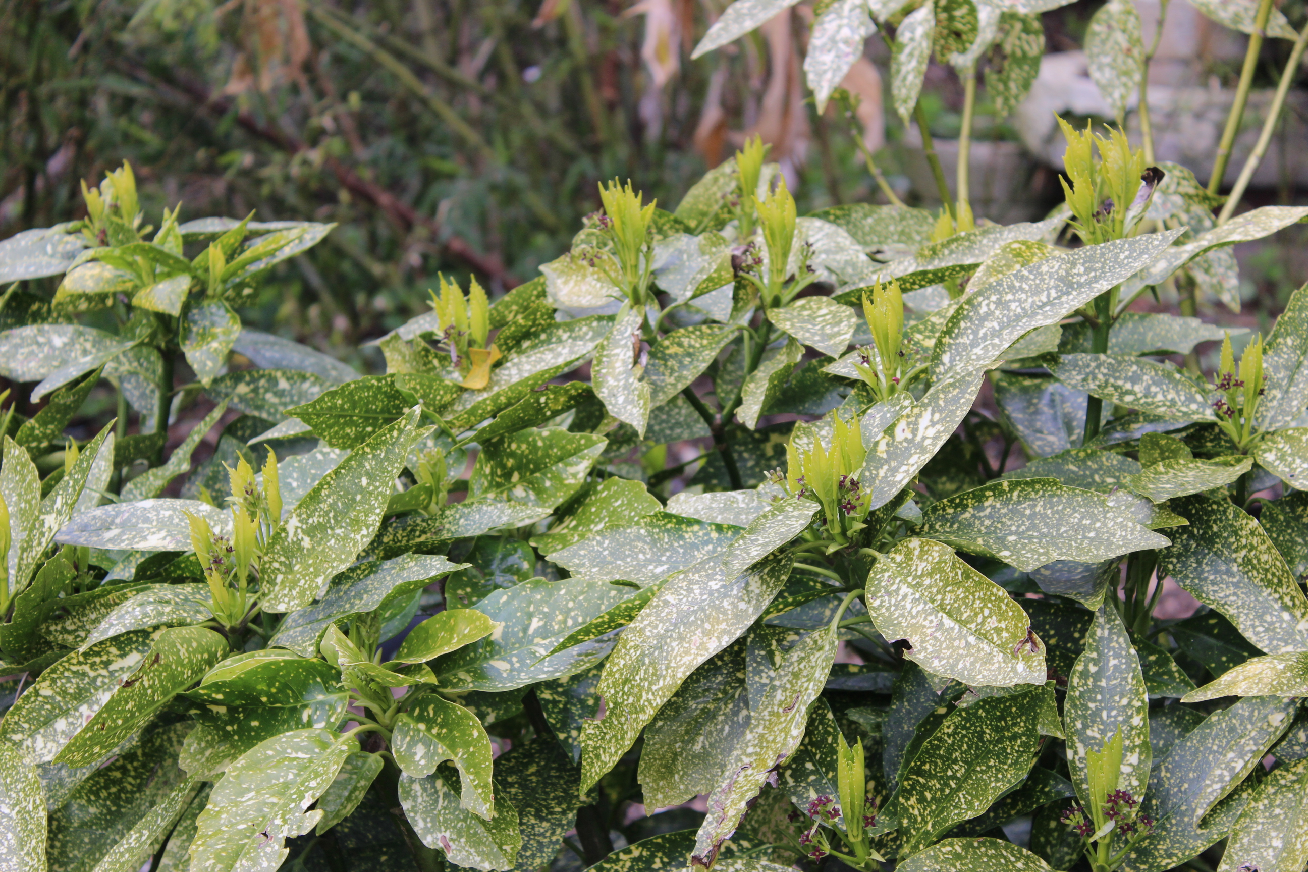 Japanische Aukube - Aucuba japonica