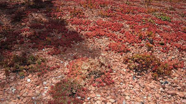 Rotmoos Mauerpfeffer, Sedum album Coral Carpet