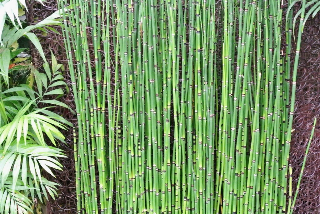 Riesenschachtelhalm, Equisetum hyemale var. robustum