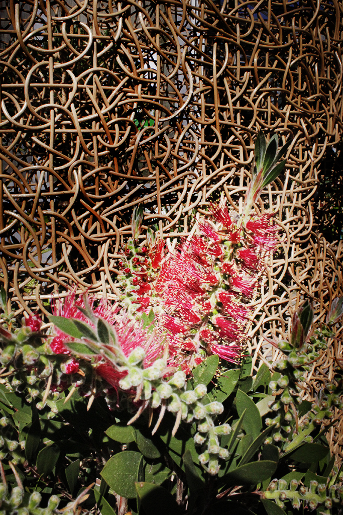 Zylinderputzer, Callistemon citrinus