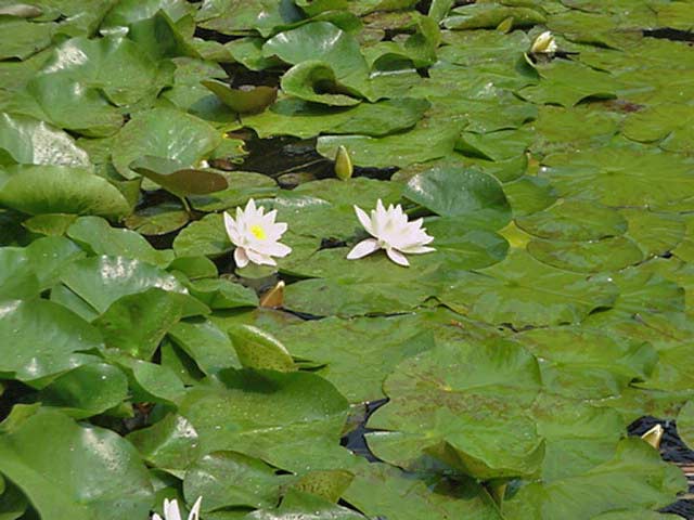 Nymphaea x cult.Heaver White, weiße Seerose