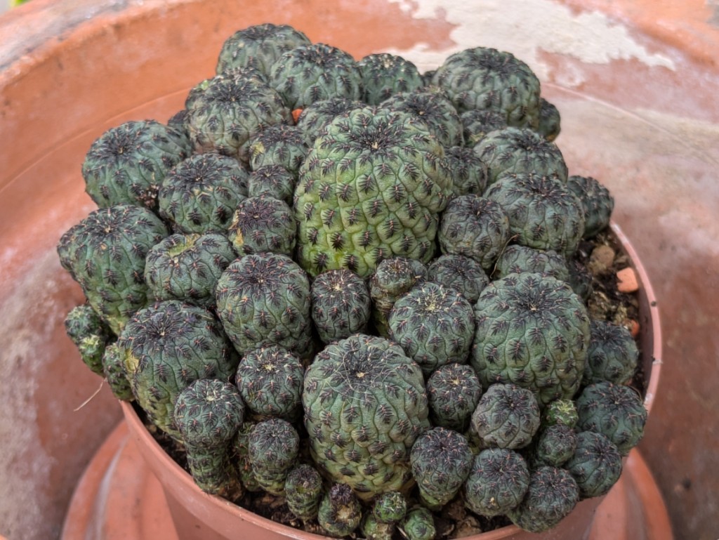 Spinnenkaktus, Sulcorebutia rauschii