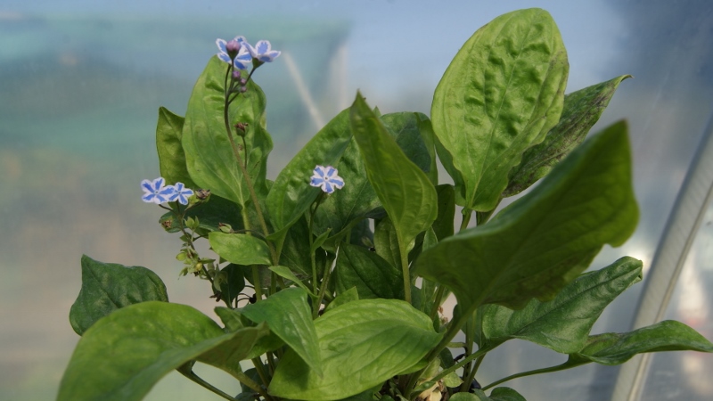 Gedenkemein, Omphalodes verna